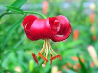 Big red turkscap flowers